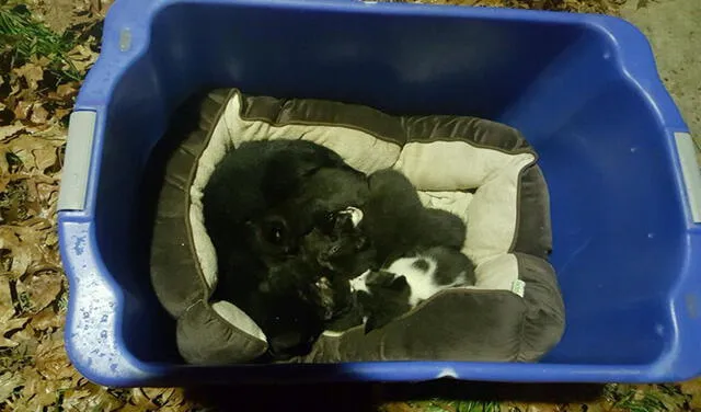 Descubren a gato cuidando de de gatitos en un cesto de ropa. Foto: Homeless Animal Adoption League