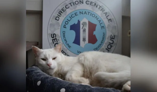 Gato callejero visitaba una comisaría todos los días y oficiales decidieron adoptaron