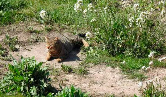 Facebook viral: ¿Ves al gato oculto entre en el campo? El reto viral que nadie supera en menos de 15 segundos