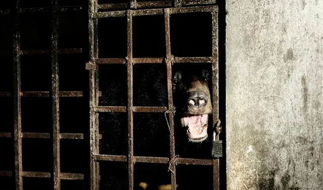 Rescatan a dos osos enjaulados en un sótano durante 17 años en Vietnam