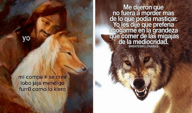 Facebook viral: este es el origen de los memes de lobos que reflexionan |  FB | Redes Sociales | Twitter | | Actualidad | La República