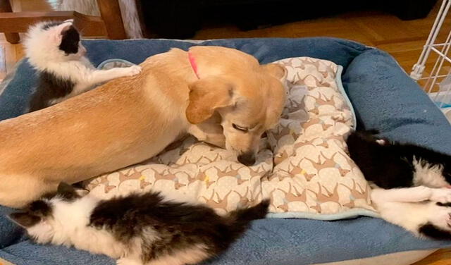Facebook viral: acoge a cuatro gatitos callejeros en su casa y su perrita los cuida como si fueran sus suyos