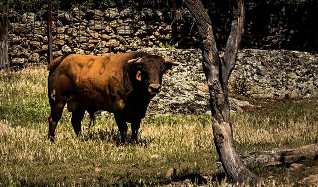 Toro indultado