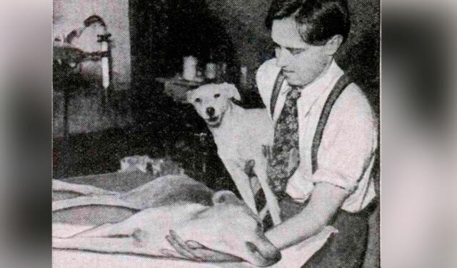 Los macabros experimentos de Robert Cornish, el científico que revivió perros y quiso probarlo en humanos