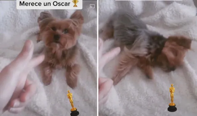 TikTok viral: joven juega a los disparos con su perrito y can muestra su ‘talento’ para hacerse el muerto