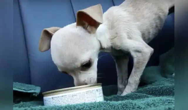 Facebook viral: rescata a perrita que fue abandonada y maltratada y le cambia la vida Facebook viral: rescata a perrita que fue abandonada y maltratada y le cambia la vida