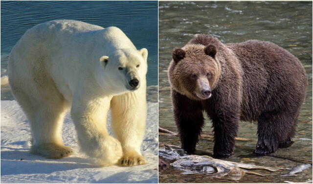 Oso polar (izquierda) y oso grizzly (derecha). Foto: composición / Wikimedia Commons