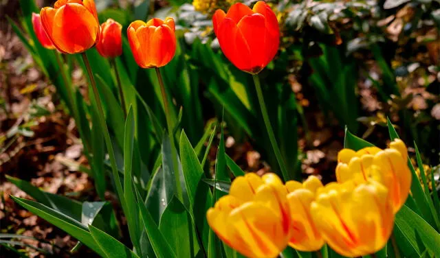 Los tulipanes son una de las flores favoritas de los enamorados. Foto: AFP
