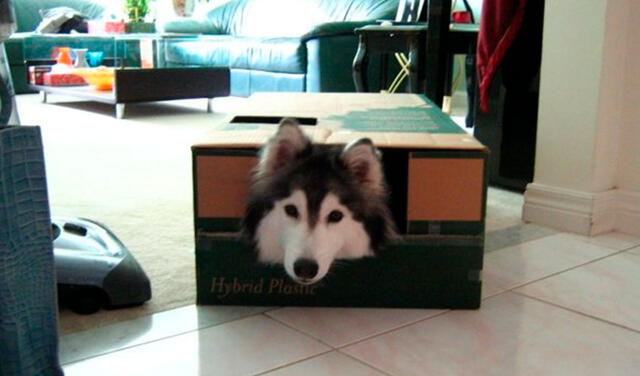 Facebook viral: perrita es criada junto a gatos y actúa como ellos al copiar sus actitudes