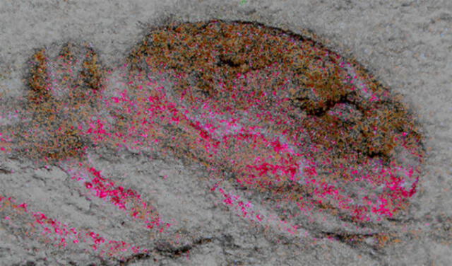 Los científicos descubrieron el cerebro de la criatura (color magenta) tras un método llamado filtrado cromático, que lo diferenció de la cabeza. Esto  Foto: Nicholas Strausfeld / Universidad de Arizona