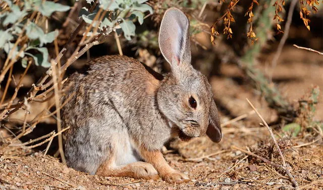 Ver un conejo gris en tu sueño puede revelar equilibrio y ganancias. Foto: AFP