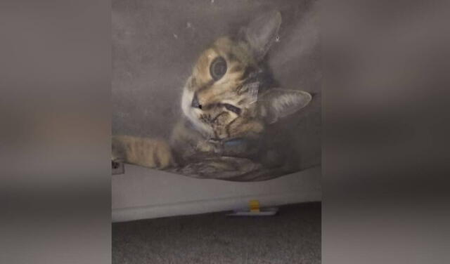 Facebook viral: niño piensa que hay un monstruo debajo de su cama, pero su mamá descubre que era una gatita
