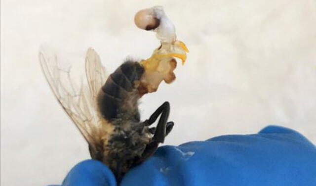 Imagen referencial de lo que sucede con una abeja macho luego de tener sexo. Foto: Universidad de Columbia