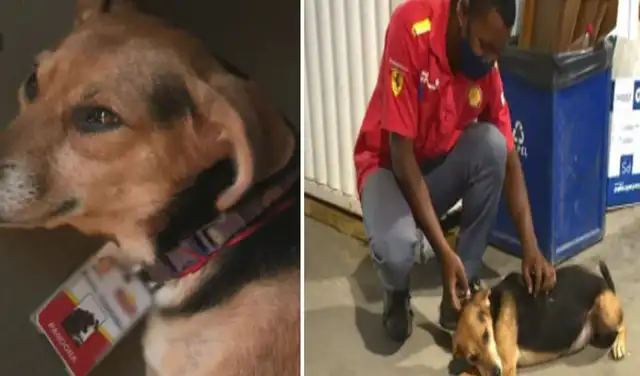 Facebook viral: perrita callejera se refugia en estación de servicio y empleados la integran al equipo