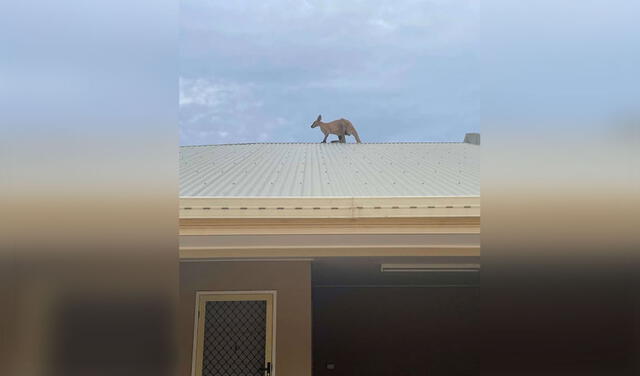 Facebook viral: escuchan ruidos extraños en un vecindario y descubren a un canguro en el techo de una casa