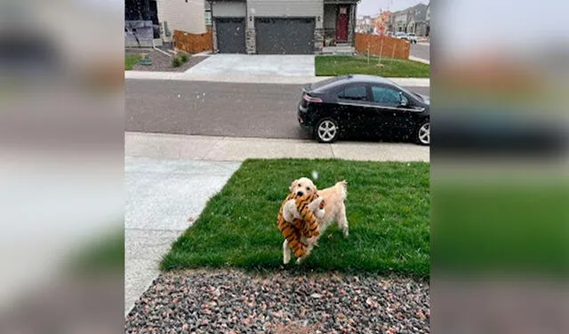Facebook viral: perrito sale con su peluche a la calle para que disfruten juntos de la nieve