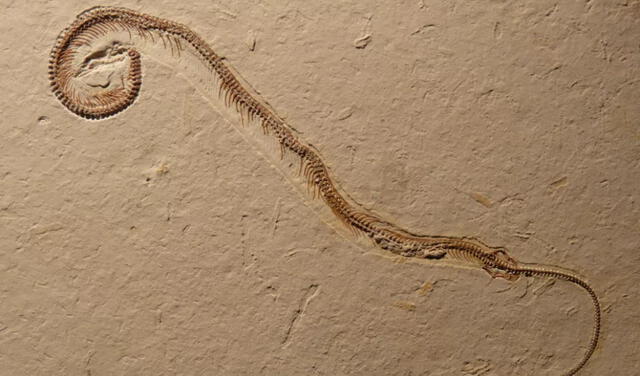 Imagen de Tetrapodophis amplectus, un fósil único hasta ahora. Foto: Dave Martill / University of Portsmouth