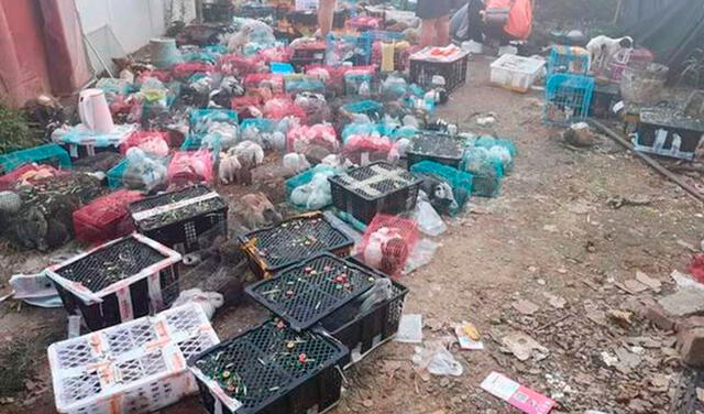 China: ONG denuncia la muerte de 4.000 perros, gatos y conejos hallados dentro de cajas