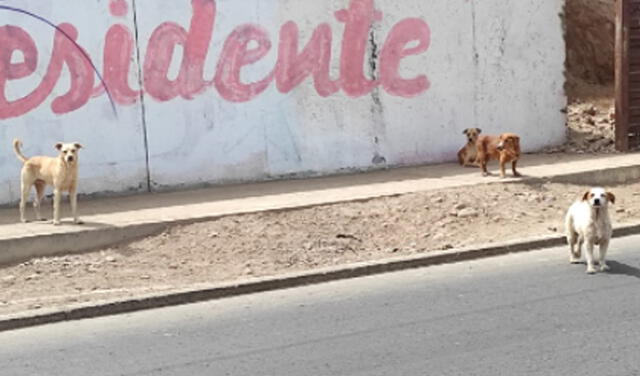 perros callejeros adopción