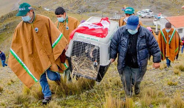 Apurímac: cóndor andino retornó a su hábitat tras 45 días de recuperación