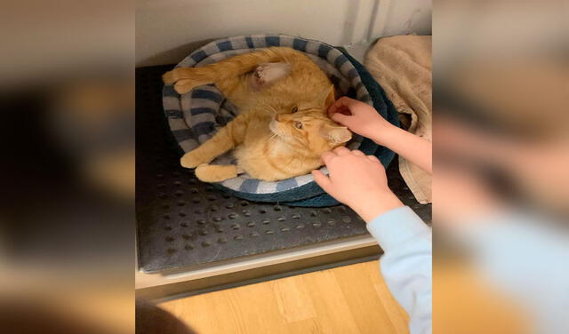 Facebook viral: veterinario salva la vida de gatito callejero que iba ser sacrificado