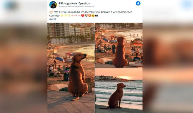 Facebook viral: perro acude todos los días a la playa de Mazatlán para disfrutar del atardecer