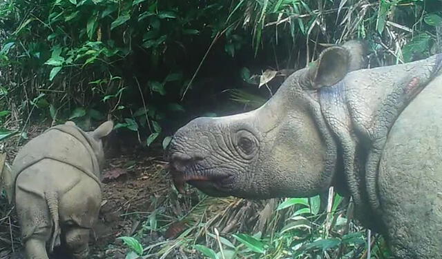 Las crías de rinoceronte fueron captadas por cámaras ocultas instaladas por el parque nacional. Foto: AFP