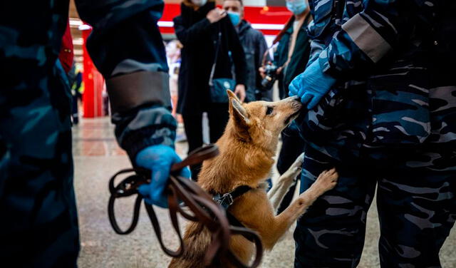 “Perros chacales”: raza que fue creada en la época soviética, ahora ayuda a detectar la COVID-19