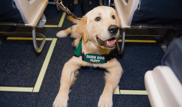 Viajar en avión con un perro guía o lazarillo. Foto: Alaska Airlines