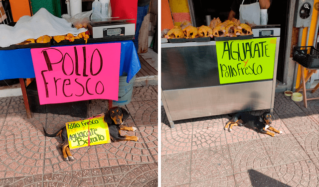 El perrito se convirtió en toda una sensación entre los asistentes de un mercado en México. Foto: captura de Facebook