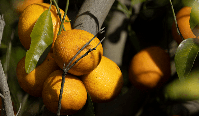 La cáscara de la naranja es un remedio casero contra la polillas. Foto: AFP
