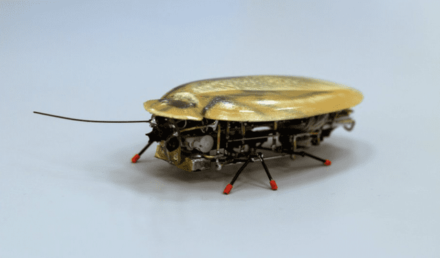 Referencia facilitada por la Universidad Immanuel Kant de Kaliningrado de una cucaracha robot. / EFE