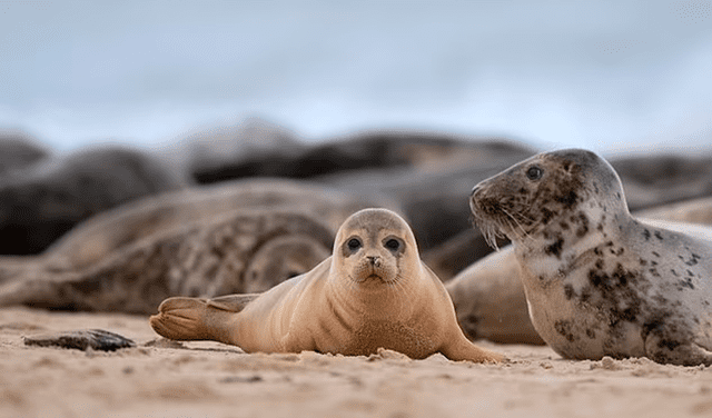 Foca con gafas de buceo alrededor del cuello muestra el alto nivel de contaminación del océano
