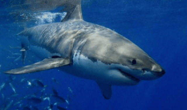 Los tiburones pueden simbolizan fuerza y valentía en el mundo de los sueños. Foto: AFP