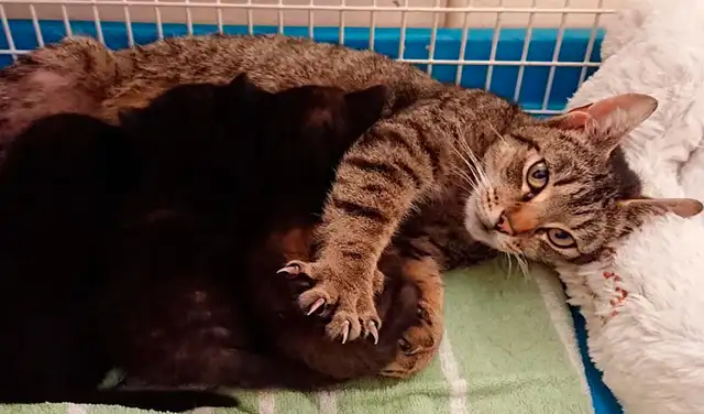 Facebook viral: gatita sin hogar se refugia en nido de aves junto a sus crías recién nacidas Facebook viral: gatita sin hogar se refugia en nido de aves junto a sus crías recién nacidas