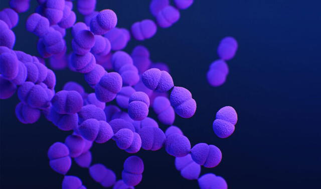 Bacterias como Streptococcus pneumoniae se alojan en el sistema respiratorio y pueden causar neumonía. Foto: CDC