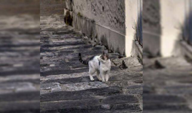 Pese a la cantidad de gatos callejeros en la localidad, las autoridades y voluntarios se encuentran trabajando para darles una mejor calidad de vida. Foto: Upsocl