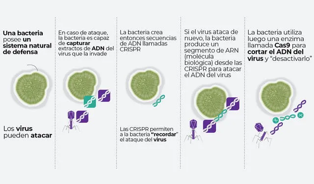 CRISPR/Cas9 en la naturaleza. Infografía: AFP