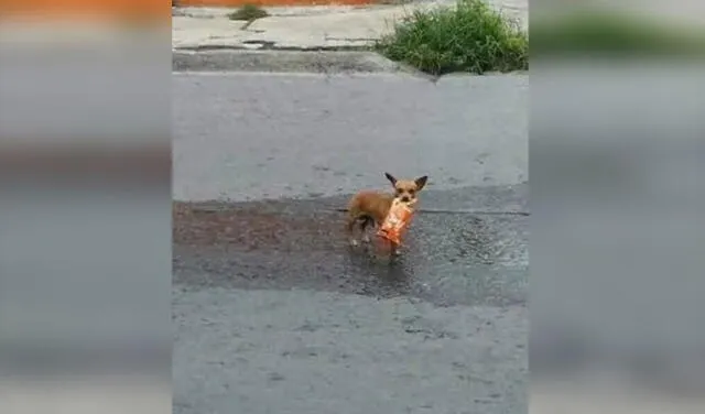 Facebook viral: joven manda a su perrita a la tienda para que compre un snack y esta cumple con su misión