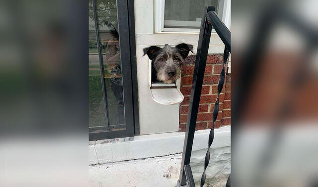 Facebook viral: perrito se coloca en el buzón de su casa para saludar a todos sus vecinos