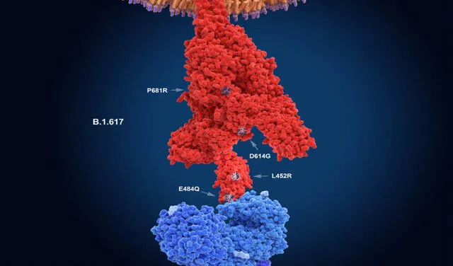 Representación gráfica de la variante Delta, en su proteína "Spike" (rojo), que se une a los receptores de la célula huésped. Foto: difusión
