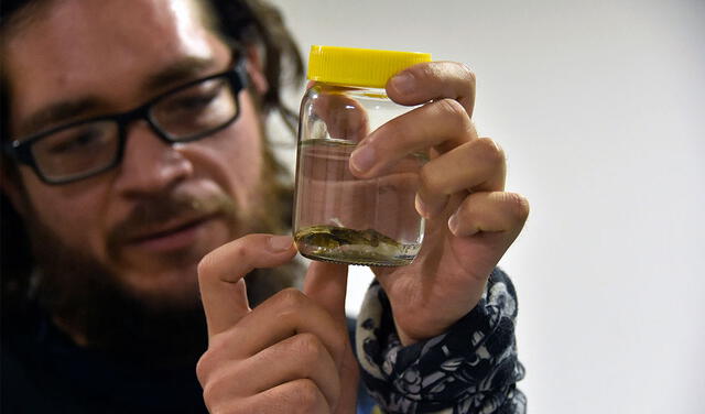 Diego Batallas y un ejemplar de Rhinella festae. Foto: AFP