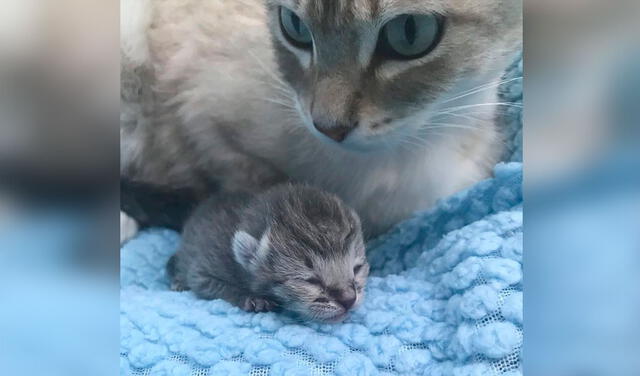 Facebook viral: gatita adopta un pequeño felino para cuidarlo luego que perdió a sus crías