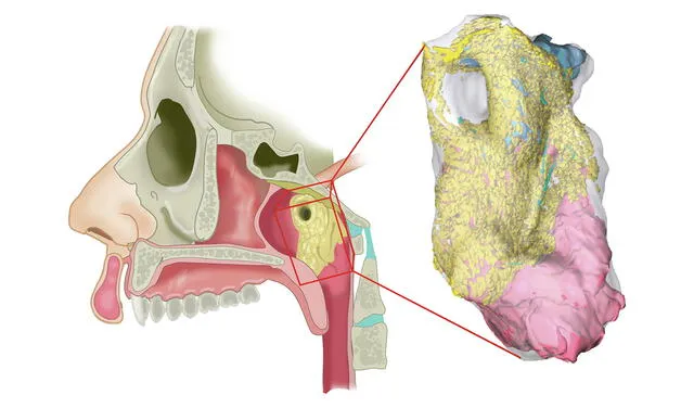 El nuevo tejido glandular detrás de la nariz se muestra en amarillo a través de una imagen 3D | Foto: Instituto del Cáncer de los Países Bajos