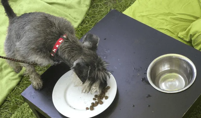 Conoce qué alimentos que consumen las mascotas pueden ser perjudiciales para ellos