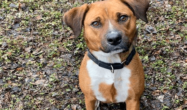 Familia adopta a perro y lo devuelven al considerarlo ‘no amigable’