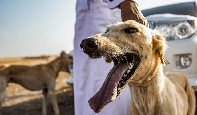 El saluki es la raza de perro más antigua del mundo