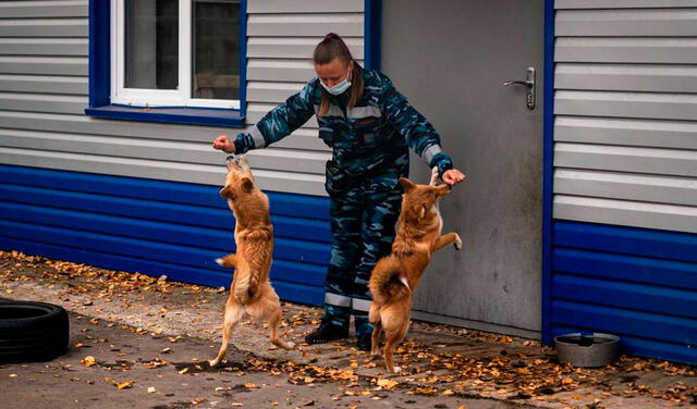 “Perros chacales”: raza que fue creada en la época soviética, ahora ayuda a detectar la COVID-19