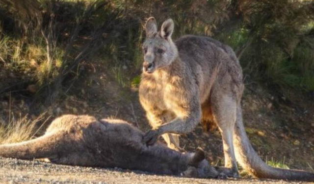 La desgarradora imagen muestra al canguro llorando la muerte de su compañera tras ser atropellada. Foto: Facebook/Pam Rixon/Australian Society for Kangaroos