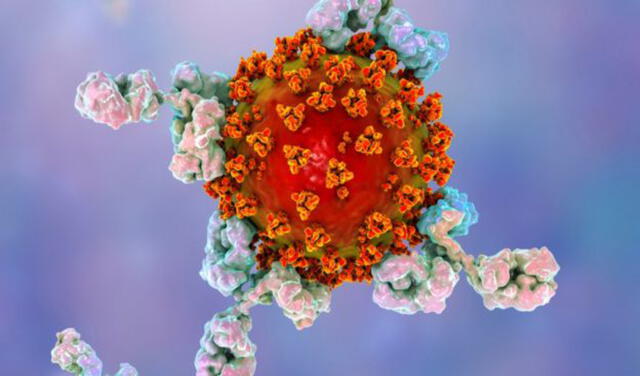La ilustración muestra anticuerpos atacando al virus de la covid-19. Foto: Science Photo Library